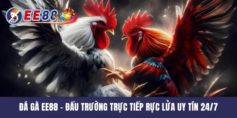 Đá Gà EE88 - Đấu Trường Trực Tiếp Rực Lửa Uy Tín 24/7