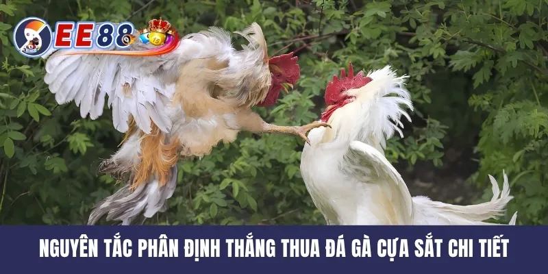 Nguyên tắc phân định thắng thua đá gà cựa sắt chi tiết